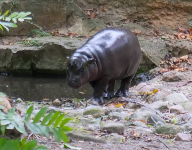 berlinzoo17
